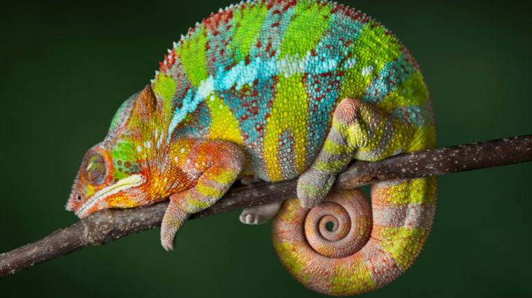 chameleon-like